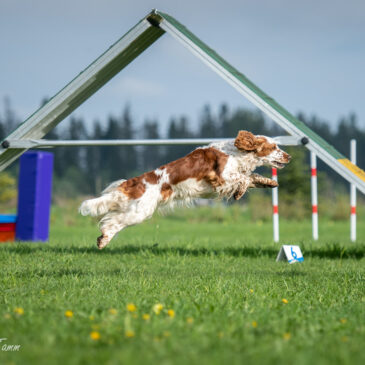 Mitteametlik agility võistlus 22.05.2022 Koikses