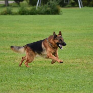 FCI-IBGH võistlus 19.04.26